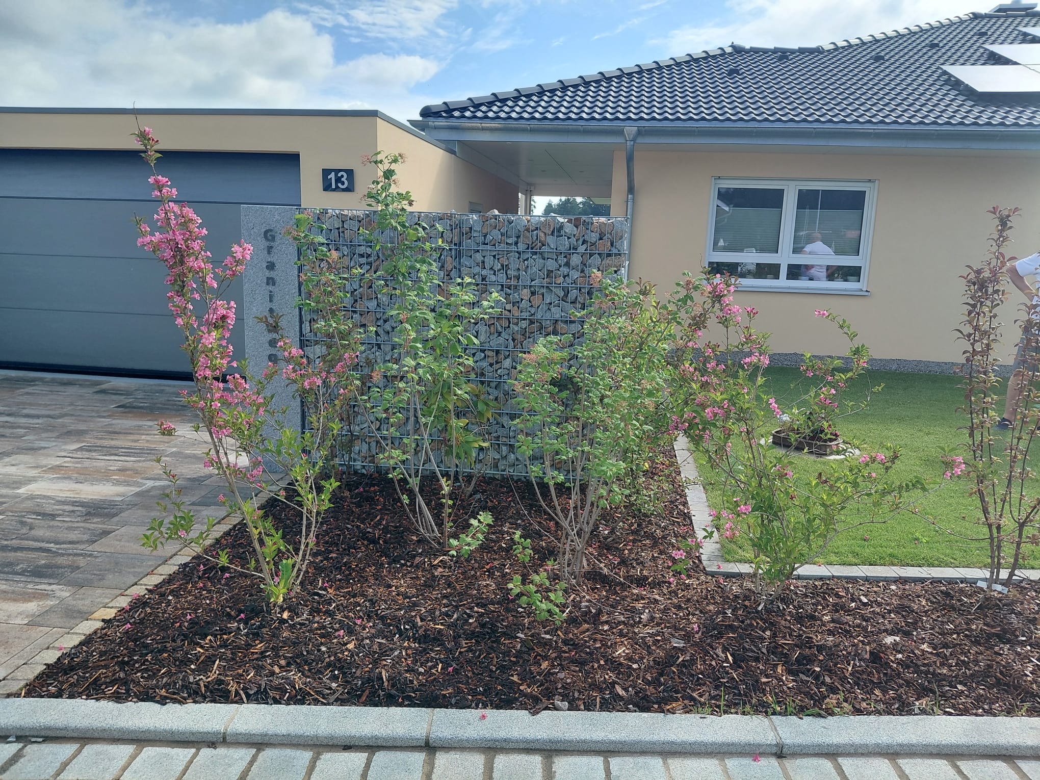 Gabione mit Rosen Galabau Friedel